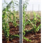 Stalp pentru sustinere butasi vita de vie