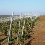 Stalp pentru sustinere butasi vita de vie