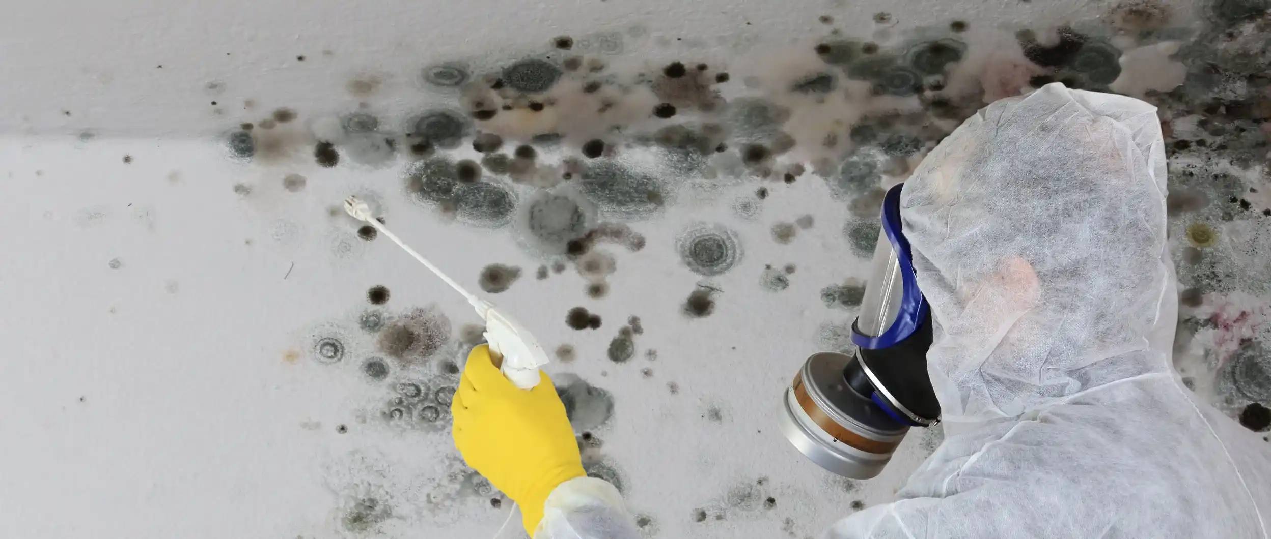 mucegai, solutie mucegai, плесень, средство от плесени