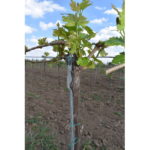 Stalp pentru sustinere butasi vita de vie